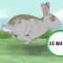 Pegando um coelho manso