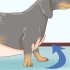 Segurando um dachshund corretamente