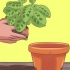 Cuidando de uma planta dos dez mandamentos