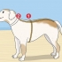 Tricotar uma camisola para um cão