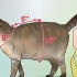 Fazendo um arnês para o seu gato gordinho