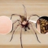 Reconhecendo uma aranha de funil