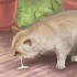 Tratando um gato envenenado