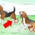 Como tratar um tornozelo torcido em um cão