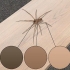 Reconhecendo uma aranha de violino