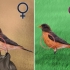 Distinguindo um robin feminino de um macho