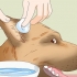 Como cuidar da ferida da orelha de um cão