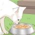 Adote um gato de rua