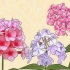 Floxes em crescimento