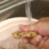 Espremendo o suco de gengibre