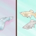 Guppies de reprodução