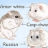 Criação de hamsters