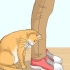 Reconhecer se um gato é um gato de rua