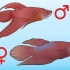Determinando o sexo de um peixe betta