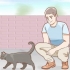 Determinando o sexo de um gato