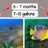 Determinando o sexo de um pterophyllum