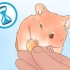 Determinando o sexo do seu hamster