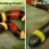 Ser capaz de dizer a diferença entre um kingsnake e um coralsnake