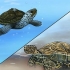 Veja a diferença entre tartarugas aquáticas, tartarugas e cágados