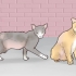 Ganhando a confiança de um gato de rua