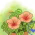 Cultivo de hibisco ao ar livre