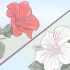 Cultivo de hibisco
