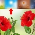 Propagação de hibisco