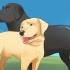 Deixar os cães acasalar