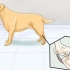 Ajudar cães com problemas articulares e rigidez