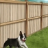 Desencorajando os cães a fazer cocô no quintal