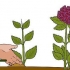 Cultivo de hortênsias a partir de estacas