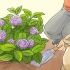 Preparando hortênsias para o inverno