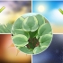 Plantas de hosta