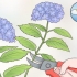 Cortar flores de hortênsia