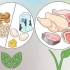 Ganhar peso se você comer vegetariano