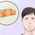 Intervir se o seu hamster não se mexer