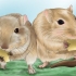 Fazendo seu gerbil feliz
