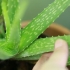Cuidando do seu cabelo com aloe vera
