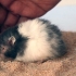 Banhando seu hamster