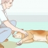 Ajudando seu cão com um derrame