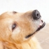 Deixe seu cachorro esfriar