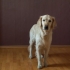 Ensine seu cachorro a sentar
