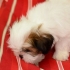 Cuidando do seu cachorro