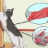 Impeça seu gato de arranhar móveis