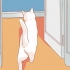Incentivando seu novo gato a parar de se esconder