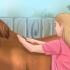 Deixe seu cavalo confiar e respeitá-lo