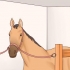 Cuidando do seu cavalo