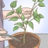 Podando sua planta de pimentão