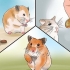 Cuidando do seu hamster doente
