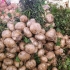Descascando jicama